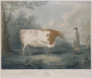 Durham Ox, graveret af J. Wessel, 1802 (farvegravering)